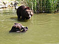 Wildpark-MV Güstrow - Braunbären