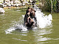 Wildpark-MV Güstrow - Braunbären