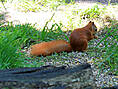 Wildpark-MV Güstrow - Eichhörnchen