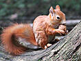 Wildpark-MV Güstrow - Eichhörnchen