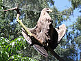 Wildpark-MV Güstrow - Steinadler
