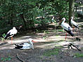 Wildpark-MV Güstrow - Störche