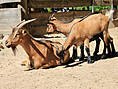 Wildpark-MV Güstrow - Ziegen