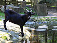 Wildpark-MV Güstrow - Ziege