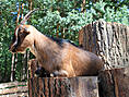 Wildpark-MV Güstrow - Ziege