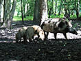 Wildpark-MV Güstrow - Wildschweine
