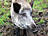 Wildpark-MV Güstrow - Wildschwein