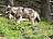 Wildpark-MV Güstrow - Wolf