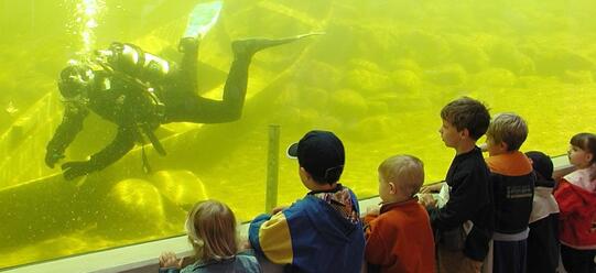 Wildpark MV in Güstrow - Taucher