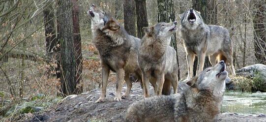 Wildpark MV in Güstrow - Wölfe