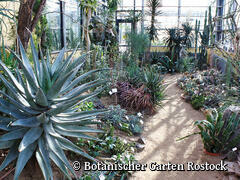 Botanischer Garten Rostock - Sukkulentenhaus