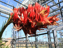 Botanischer Garten der Universität Rostock