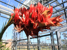 Botanischer Garten der Universität Rostock