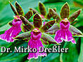 Botanischer Garten Rostock - Tropische Orchidee