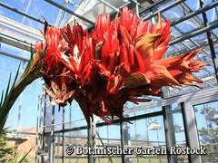 Botanischer Garten Rostock - Speerblume