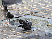Möwenbrunnen Rostock