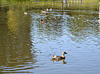 Enten auf dem Schwanenteich in Rostock Reutershagen