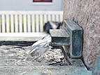 Rostock-Warnemünde: Brunnen "Warnminner Ümgang"