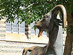 Rostocker Innenstadt: Brunnen "Afrikanische Bergziege" (Ziegenbrunnen), Am Ziegenmarkt vor der Marienkirche