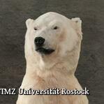 Zoologische Sammlung der Universität Rostock - Eisbär