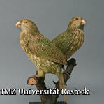 Zoologische Sammlung der Universität Rostock - Kakapos