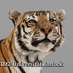 Zoologische Sammlung der Universität Rostock - Tiger