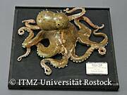 Zoologische Sammlung der Universität Rostock - Gemeiner Krake