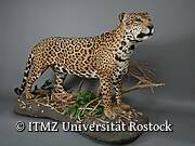 Zoologische Sammlung der Universität Rostock - Jaguar