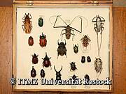 Zoologische Sammlung der Universität Rostock - Käfervielfalt