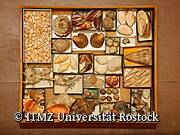 Zoologische Sammlung der Universität Rostock - Muscheln & Schnecken