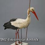 Zoologische Sammlung der Universität Rostock - Rostocker Pfeilstorch