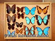 Zoologische Sammlung der Universität Rostock - Schmetterlinge