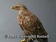 Zoologische Sammlung der Universität Rostock - Seeadler