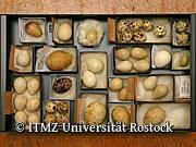 Zoologische Sammlung der Universität Rostock - Vogeleier