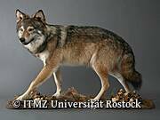 Zoologische Sammlung der Universität Rostock - Wolf