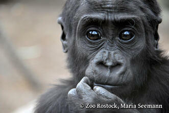 Zoo Rostock - Gorilla Moyo