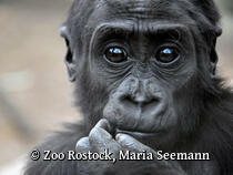 ZOO Rostock