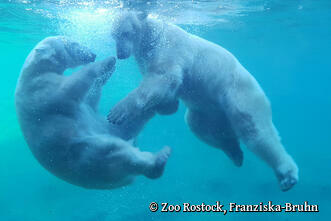 Zoo Rostock - Eisbären