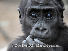 ZOO Rostock