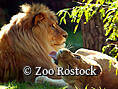 Zoo Rostock - Löwenpaar