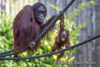 Zoo Rostock - Orang-Utans Niah und Hsiao Ning