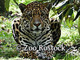 Zoo Rostock - Jaguar