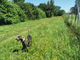 Hundeauslauf Ostsee Mecklenburg-Vorpommern