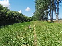 Hundewald Rostock-Jürgeshof bei Rövershagen - Außenrunde