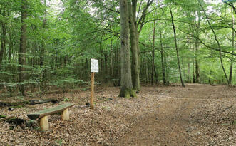 Pilzlehrpfad Vierburgwald - Heimische Pilze auf Holz