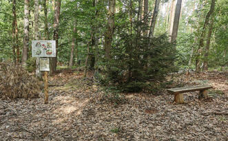 Pilzlehrpfad Vierburgwald - Heimische Giftpilze & Pilze bei Eichen