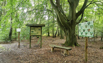 Pilzlehrpfad Vierburgwald - Station 1
