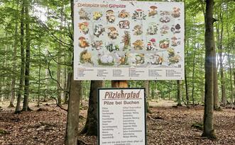 Pilzlehrpfad Vierburgwald - Speisepilze und Giftpilze, Pilze bei Buchen