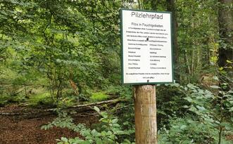 Pilzlehrpfad Vierburgwald - Pilze in Feuchtgebieten