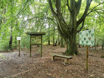 Pilzlehrpfad Vierburg am Peetscher See